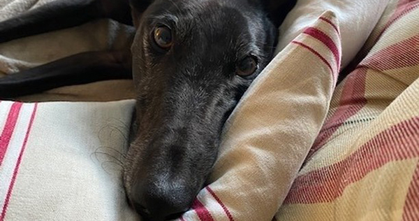 Irish Retired Greyhound Trust