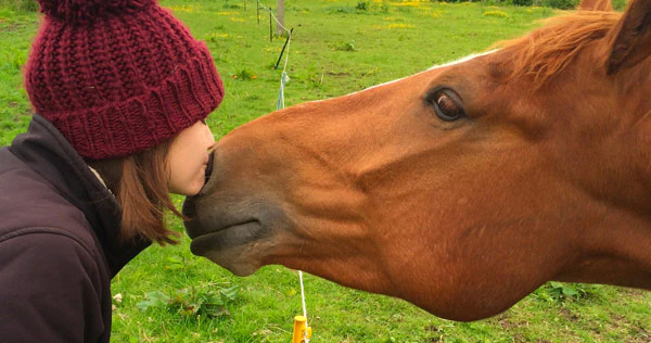 Hannah's Willbery Wonder Pony