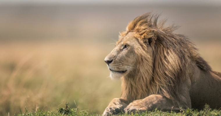 Born Free Foundation