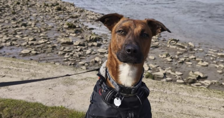 Hope Rescue