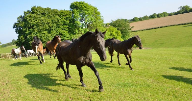 The Horse Trust