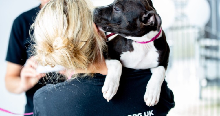 StreetVet