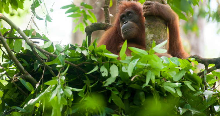 Sumatran Orangutan Society