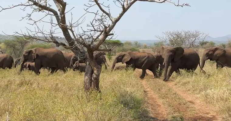Wildlife Defense