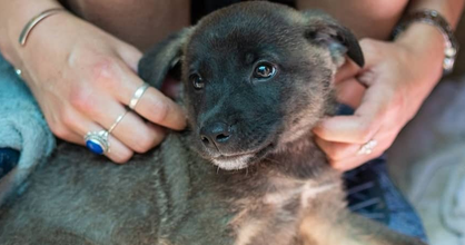 Amicii Dog Rescue