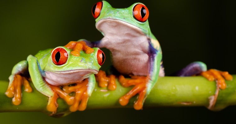LaFroggiesFamily