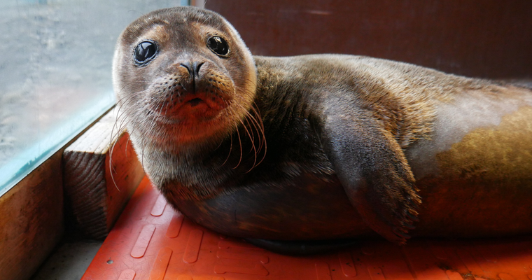 Seal Rescue Ireland